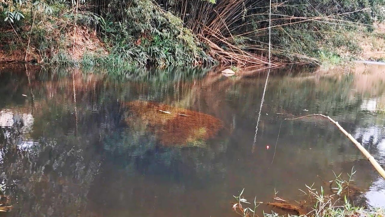 Pescaria caipira, achei um cardume desses peixes desconhecido na quedas d'água da serra