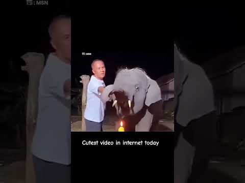 Animals are better than humans nowadays❤️😍🥰 #funny #memes #music #love #entertainment #memearchive