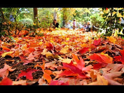 Şemistan Elizamanlı - Qəlbin payızı