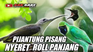 Download lagu PIJANTUNG GUNUNG ROLL PANJANG MASTERAN CUCAK IJO mp3 Download lagu PIJANTUNG GUNUNG ROLL PANJANG MASTERAN CUCAK IJO mp3