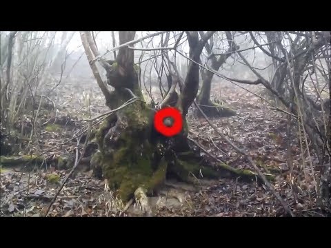 Странный шар обнаружен на дереве в лесу. неопознанное. странное место в лесу. находка в лесу