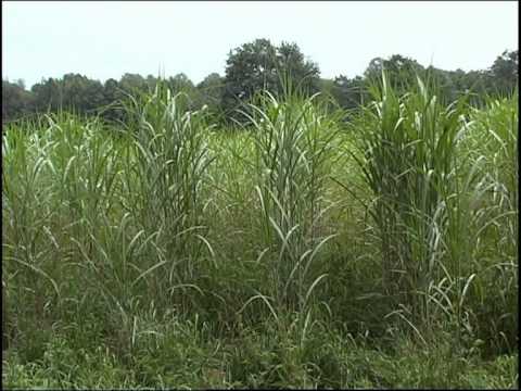 Zukunft: Hoyerswerda will grünen Strom produzieren - ELSTERWELLE