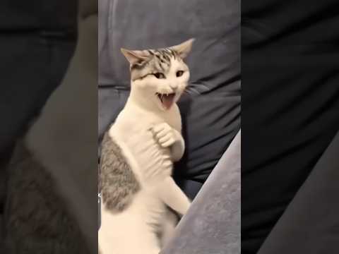 يابه منو عرف شجاي تكول 😮😂#قطه #الشعب_الصيني_ماله_حل😂😂