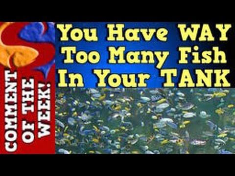 You Have Way Too Many Fish In Your Tank!! Comment of the week Ep. 3