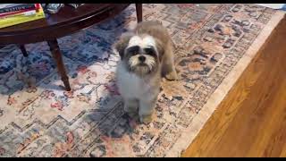 Video preview image #1 Shih Tzu-Unknown Mix Puppy For Sale in Grafton, WI, USA