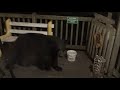 Black Bear Monday Night