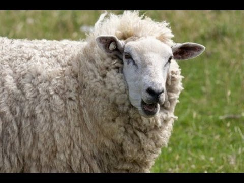 The Most Addictive Sheep Game - YouTube