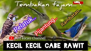 Download lagu Masteran burung pelatuk#pijantung#rambatan tembakan tajam @arokicau8641 mp3 Download lagu Masteran burung pelatuk#pijantung#rambatan tembakan tajam @arokicau8641 mp3