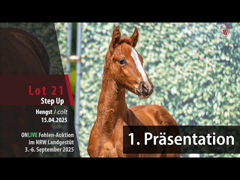 Präsentation Fohlen-Auktion im NRW Landgestüt Nr. 21 Step Up HF v. Security - Bonard de Charry