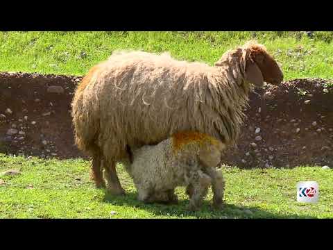 أمطار كوردستان تكسو "زراريتي" بالخضار وتنعش آمال مربي المواشي 