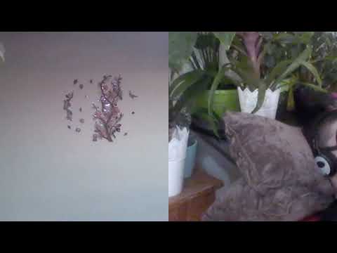 Hipnoza regresiva 301 S'kollo din Areola istoricul,mercenarul si reptila