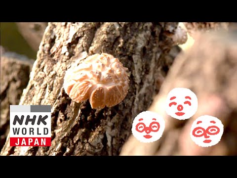 Planting Shiitake Mushrooms - Nun's Cookbook