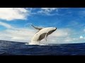 GoPro Humpback Whale Breach Mother Calf