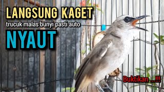 Download lagu trucukan gacor ROPEL PANJANG buat pancingan trucukan agar bunyi jadikan burung trucuk gacor NYAUT mp3
