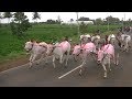 BullCart Race Jodatti.bailgadi sharyat BullCart Race Jodatti.bailgadi sharyat