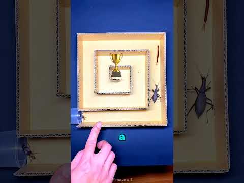 El insecto que sorprendió a todos en el laberinto 😮