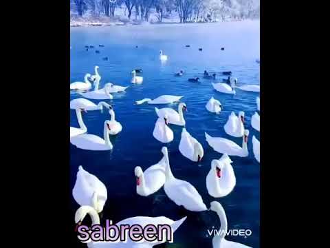Sabreen musical sohanpur