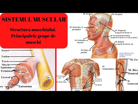 ADMITERE MEDICINA: SISTEMUL MUSCULAR 1: Structura muschiului si principalele grupe de muschi
