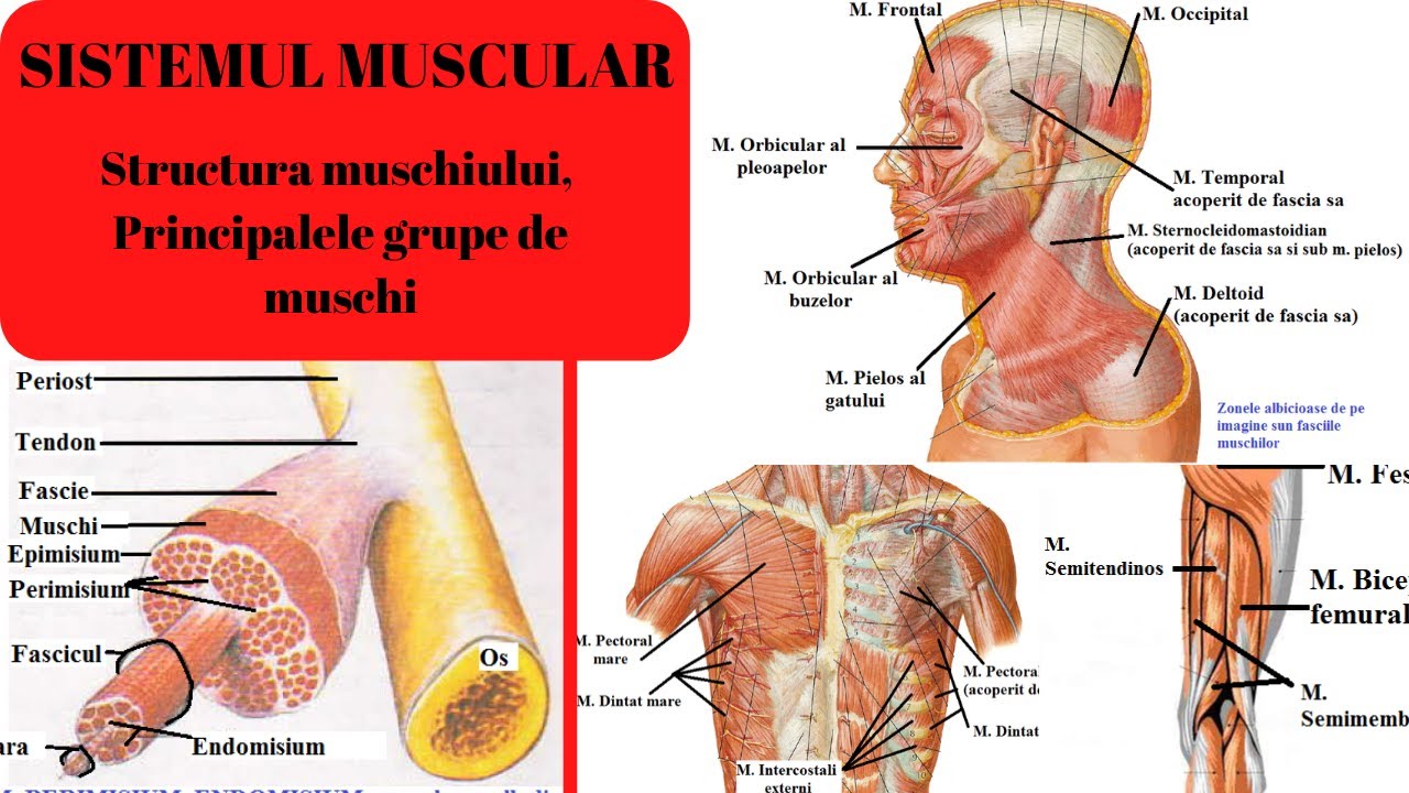 ADMITERE MEDICINA: SISTEMUL MUSCULAR 1: Structura muschiului si principalele grupe de muschi