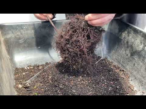 11 Dawn Redwoods get root pruned and potted.  3-Apr-2023