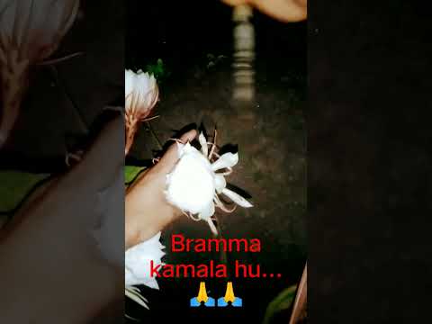 bramma kamala🙏🙏