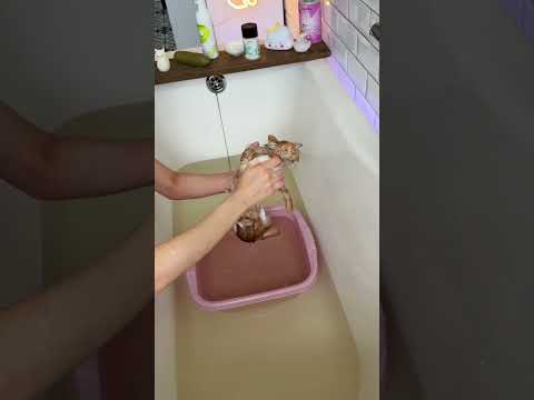 Закатик намыт облепиховой пенкой от Pamilee арт на вб: WW324111 ушки начищены лосьоном вб: WW324113