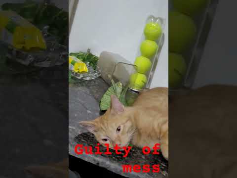 Cat is acting innocent after Mess