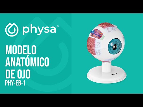 vídeo - Modelo anatómico de ojo humano - 6:1