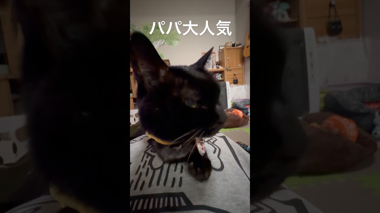 【元気です】ジャンポンのベッドとしてパパが大人気です　#ジャンポン #猫のいる暮らし #ねこ