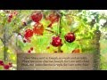 Cherry Tree Carol - Legacy Christmas