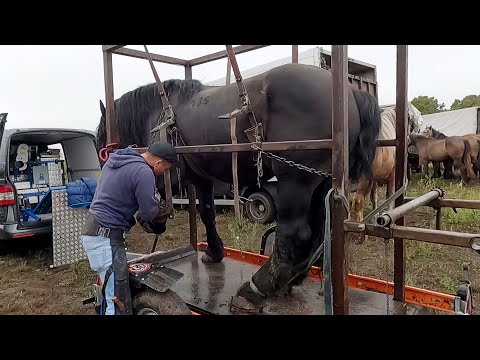 Calul lui Dorel de la Sighetu Marmației la potcovit cu Marius de la Negreia - Maramureș 2022