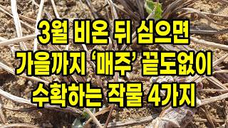 3월 비온뒤 심으면 가을까지 매주 끝도없이 수확하는 작물 4가지