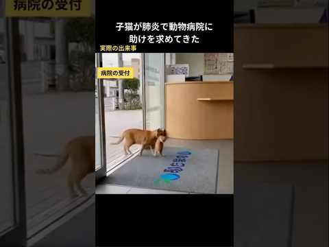子猫が肺炎で動物病院に助けを求めてきた #保護猫 #猫動画