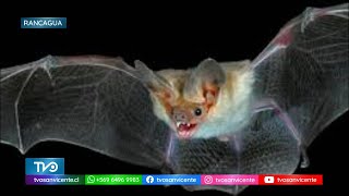 Nuevo caso de murciélago con rabia en Rancagua