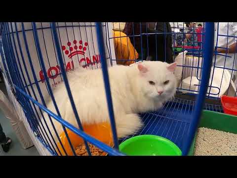 CAT SHOW AT VASHI EXHIBITION CENTRE 22052022