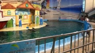 preview picture of video 'seoul grand park dolphin show part-1'