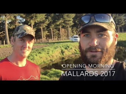 download lagu mp3 mp4 Mallard Duck Nz, download lagu Mallard Duck Nz gratis, unduh video klip Mallard Duck Nz