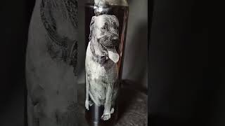 Láhev s fotografií - 0,5l - obrázek / fotografii