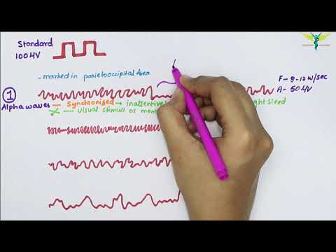 Electroencephalogram (EEG) | Waves | Physiology