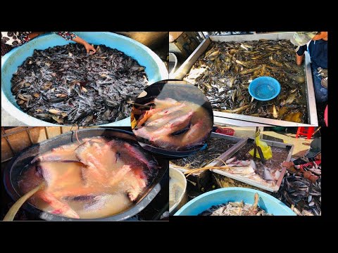 Early Morning Fish Market kilometer9 Phnom Penh Cambodia