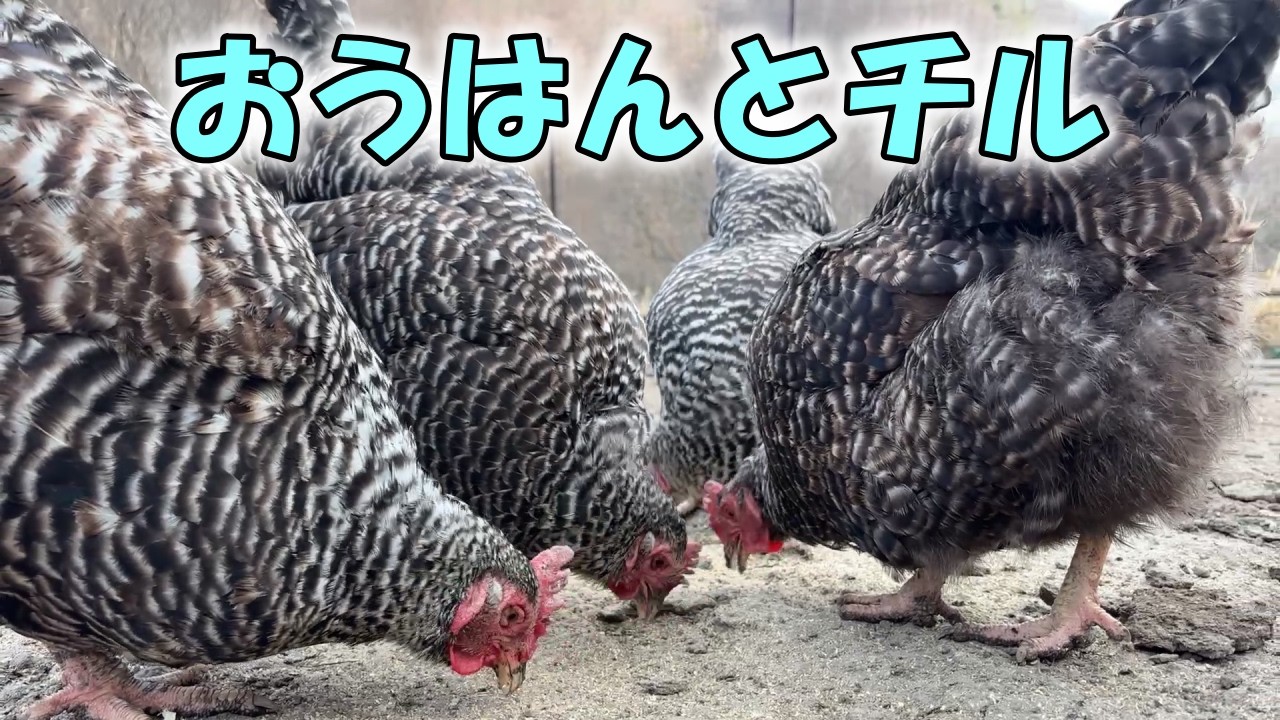 岡崎おうはんの魅力とは･･？夕飯終わりの放し飼いニワトリと過ごす、ひと時の幸せな時間。