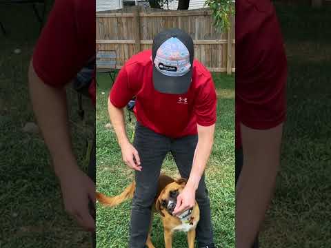 Tristan Gibson Dog Training video.