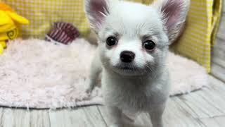 チワワ（ロング）の動画01
