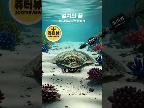 넙치의 꿈 [쥬터뷰] - by 스포츠중계 올킬티비