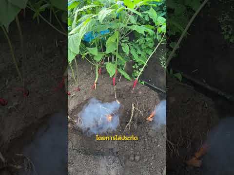 ความเชื่อโบราณเกี่ยวกับการเก็บเกี่ยวโสม #โสม