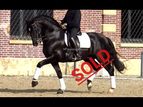 *SOLD* Exclusive Advanced Black PRE Stallion 2012 - 1.71 m | #MP238