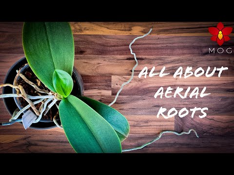 Aerial Roots on Orchids - Why they appear & How to care for them? | Orchid Care Tips for Beginners