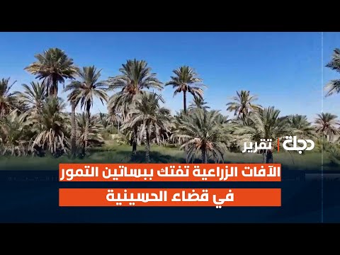 فيديو | الآفات الزراعية تفتك ببساتين التمور في قضاء الحسينية بمحافظة كربلاء | تقرير حسن هادي