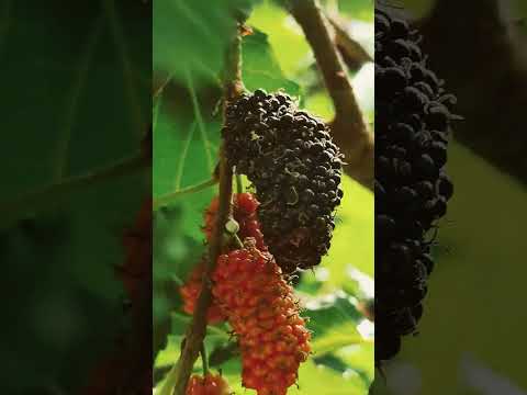 私の桑の木は毎日必ず黒い実をつけます #満足 #ウイルス #健康 #桑