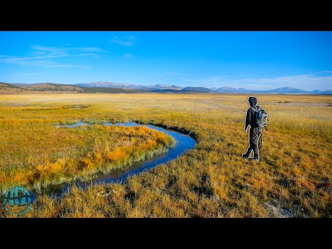 STREAMER FLY FISHING FOR GIANT BROWN TROUT!! (Colorado Pt. 1)